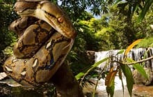 Loài vật dài nhất thế giới, Việt Nam cũng có cá thể dài gần 10 mét