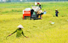 Tin vui: Hộ gia đình có đất nông nghiệp được hưởng 1 khoản lợi lớn