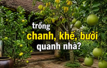 Tại sao ông bà xưa thích trồng chanh, khế, bưởi quanh nhà?