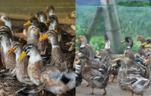 Giảng viên bỏ phố về quê nuôi ‘đặc sản tiến vua’, đổi đời thành tỷ phú nông dân