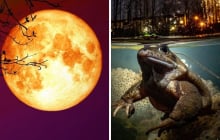Tổ Tiên nói rằng: ‘Đêm Trăng Rằm đừng ăn Ếch Trông Trăng', ếch trông trăng là gì?