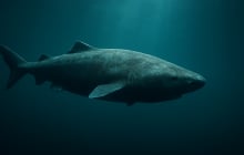 Cá mập Greenland – Bí ẩn của đại dương: Loài động vật cổ đại sống thọ tới 500 năm khiến khoa học sửng sốt