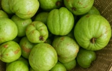 Quả tai chua - đặc sản miền núi với hương vị chua thanh, gây sốt mùa hè