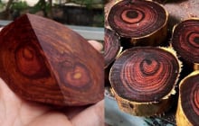 Việt Nam có loại gỗ quý như 'vàng lộ thiên', cứng như kim cương, khiến giới nhà giàu 'mê mệt'