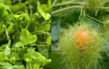 Rau dại mọc bờ rào ngọn leo như bí, quả vàng thơm như chanh leo, trở thành đặc sản, trồng tại nhà cực dễ