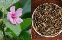 Ké hoa đào: Loài cây từng bị nhổ bỏ không thương tiếc, nay thành “vàng khô” giá 500.000 đồng/kg
