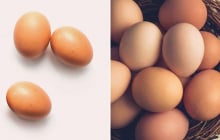 Vì sao quả trứng luôn có một đầu to và một đầu nhỏ?
