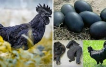 Anh nông dân Việt nuôi giống gà đen như than, trứng bán giá 1 triệu/quả vẫn liên tục cháy hàng
