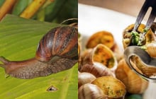 Ốc sên hoa – Đặc sản từng bị nhiều người sợ “khiếp vía”, giờ gây sốt với giá chỉ 120.000 đồng/kg