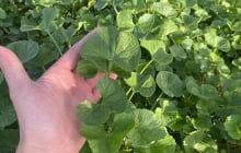 Chàng trai 9X Quảng Ninh thu hơn 50 triệu đồng mỗi tháng nhờ rau má thuỷ canh