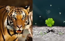 3 con giáp phá bế tắc: Tháng 7 tài vận tụ lại, tháng 8 lương thưởng tang, tháng 9 đỉnh cao viên mãn