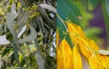 Cây này trồng nhiều ở Việt Nam, chúng có  chứa vàng thật trong lá