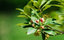 Loài “hoa nghìn tỷ” khiến Ấn Độ “săn” không ngừng: Việt Nam cùng Trung Quốc dẫn đầu nguồn cung toàn cầu