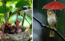 Tổ chim thường hướng lên trời khi mưa bão thì sẽ ra sao? Hóa ra chúng rất thông minh đã tính rất kỹ lưỡng