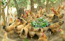 Cặp vợ chồng không thể ly hôn vì tranh chấp... 53 con gà, con vịt