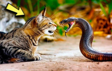 Mèo nhà rất lành nhưng rắn thấy là sợ, kể cả rắn độc: Hóa ra chúng có 1 thứ này