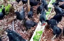 Trắng tay vì ly hôn, trở thành triệu phú nhờ nuôi Gà đen