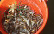 Đặc sản sông Mê Kông kêu “eng éc” như heo: Giá nửa triệu/kg, nông dân miền Tây trúng lớn