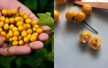 Việt Nam trồng thành công loại gia vị đắt nhất thế giới, giá lên tới 900 triệu/kg