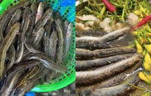 Từ bữa cơm nghèo miền Tây đến đặc sản bạc triệu: Hành trình lột xác của cá kèo