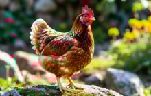 5 con giáp vận trình nổi bật năm Bính Ngọ 2026: Trí tuệ dẫn lối, thành công rõ nét