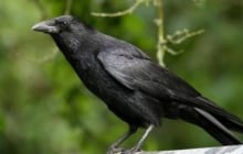 Con cái hỗn hào? Áp dụng ngay “Luật Quạ” - Bí quyết dạy con hiện đại mà vẫn giữ trọn quyền uy