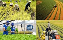 Từ năm 2026 đến 2030: Những trường hợp được miễn thuế sử dụng đất nông nghiệp người dân cần biết
