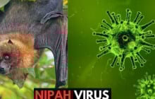 Dơi mang virus Nipah thường ăn một loại quả quen thuộc tại Việt Nam:  Bộ Y tế khuyến cáo