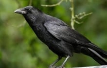 Con cái hỗn hào phải làm sao? Áp dụng ngay “Luật Quạ” – phương pháp dạy con văn minh nhưng đầy quyền uy