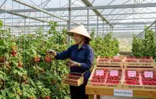 Loại quả đặc sản: Nghe tên đã thấy may mắn, trồng 1 lần thu hoạch tới 10 năm giá gần 400.000 đồng/kg