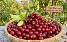 Loại quả nổi tiếng thế giới trồng ở Khánh Hoà, nhỏ như viên bi, trồng 1 năm đã cho thu hoạch, giá 200.000 đồng/kg