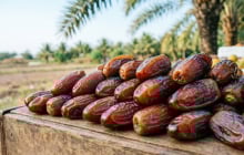 Loại quả “tốt nhất thế giới” trồng ở Đồng Tháp: Một lần xuống giống, nhiều năm thu hoạch, giá tới 250.000 đồng/kg