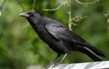 Con cái hỗn hào? Áp dụng ngay “Luật Quạ” – Phương pháp dạy con hiện đại, giữ trọn quyền uy cha mẹ