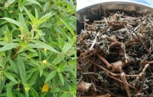 Rau mương – rau dại ven sông bỗng “gây sốt”: Món ngon dân dã được người thành phố săn tìm