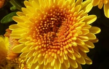 Trồng 5 loại cây vượng khí trước mộ tổ tiên: Đẹp mắt, mang lại may mắn