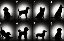 Quiz: Bạn chọn hình bóng chú cún nào sẽ tiết lộ điểm mạnh nổi bật mà bạn bỏ qua