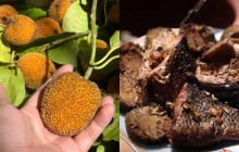 Loại quả từng rụng đầy bờ rào nay thành đặc sản “gây sốt”, giá hơn 100.000 đồng/kg vẫn cháy hàng
