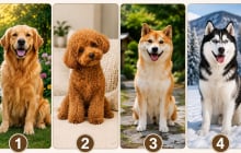 Quiz: Chọn 1 chú chó bạn yêu thích nhất để khám phá khả năng giàu có khi về già