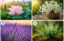 Quiz: Chọn 1 bông hoa cỏ bạn thích nhất: Tiết lộ tuổi già của bạn sẽ thong dong hay còn nhiều tất bật