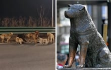 Hachiko đợi chủ suốt 9 năm và đàn chó trung thành vượt 17km trở về nhà