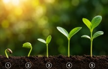 Quiz: Chọn 1 cây non để khám phá: Cuộc sống của bạn đang trên đà khởi sắc hay sắp gặp thử thách?