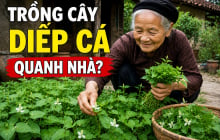 Vì sao người xưa rất thích trồng cây diếp cá quanh nhà?