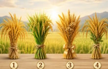Chọn 1 bó lúa thích nhất: Tài vận của bạn đang đi lên hay đi xuống?