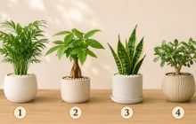 Quiz: Chậu cây bạn thích nhất có thể phản ánh xu hướng vận trình tuần tới sẽ lên hay xuống