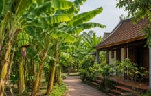 Vì sao người xưa nói không trồng chuối trước nhà nhưng chuyển ra sau nhà lại rất tốt?