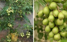Cách trồng cóc Thái trong chậu cho quả sai trĩu chỉ sau vài tháng