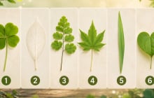 Chiếc lá bạn chọn có thể tiết lộ chỉ số may mắn của bạn đang ở mức nào