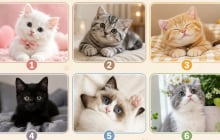 Chọn 1 hình ảnh chú mèo bạn yêu thích nhất: Khám phá người khác đang nghĩ gì về bạn
