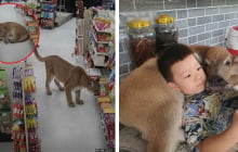 Chú nghé bị bỏ rơi và sư tử “phê cỏ mèo” gây xôn xao cộng đồng mạng