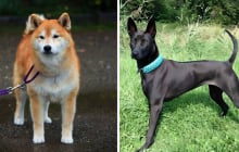 Giống chó trung thành: Thần khuyển Phú Quốc và quốc khuyển Akita Inu